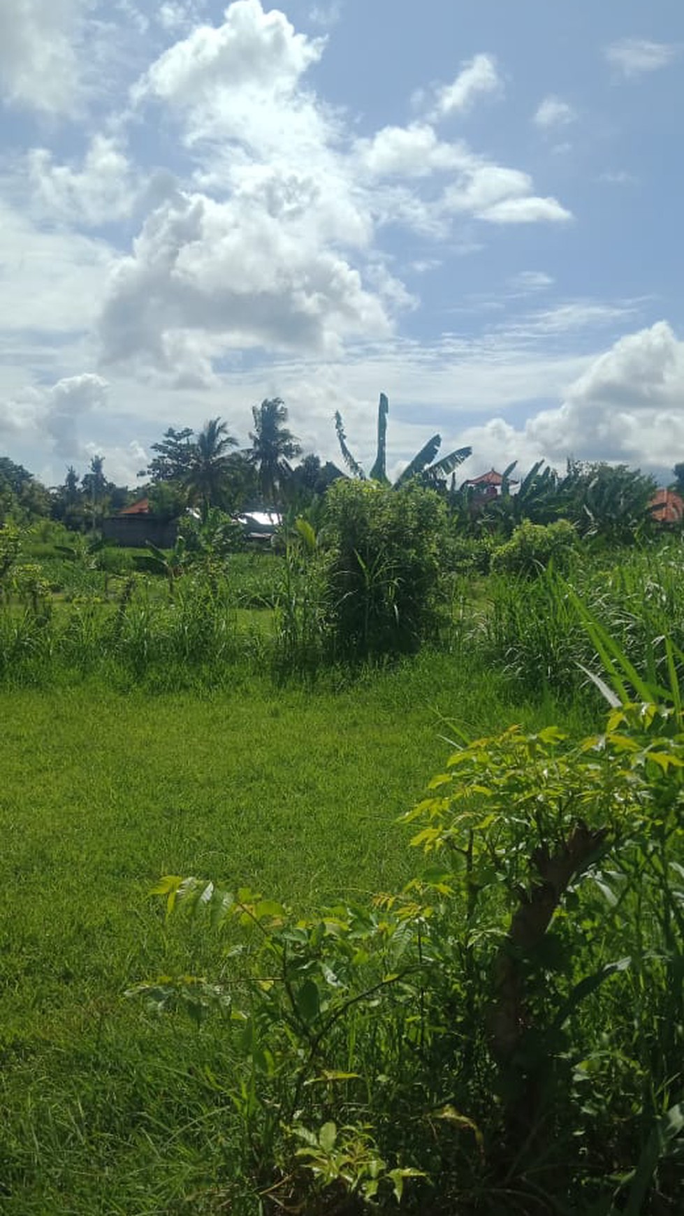 Land For Sale in Lovina