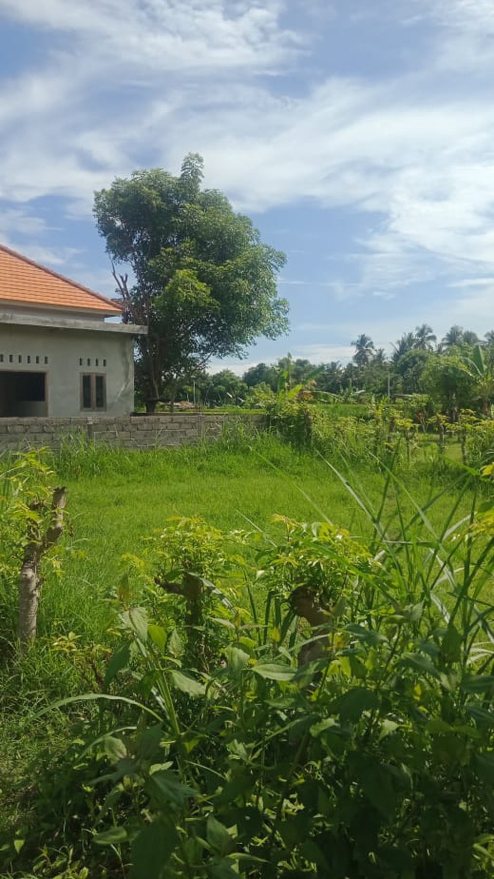 Land For Sale in Lovina