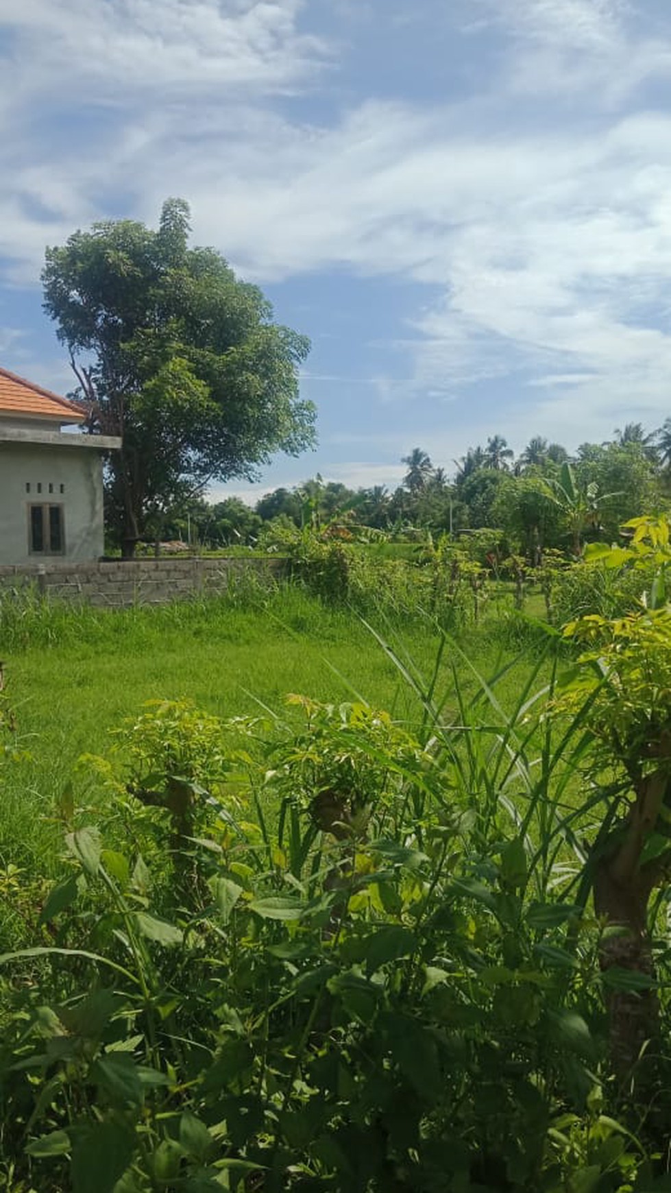 Land For Sale in Lovina