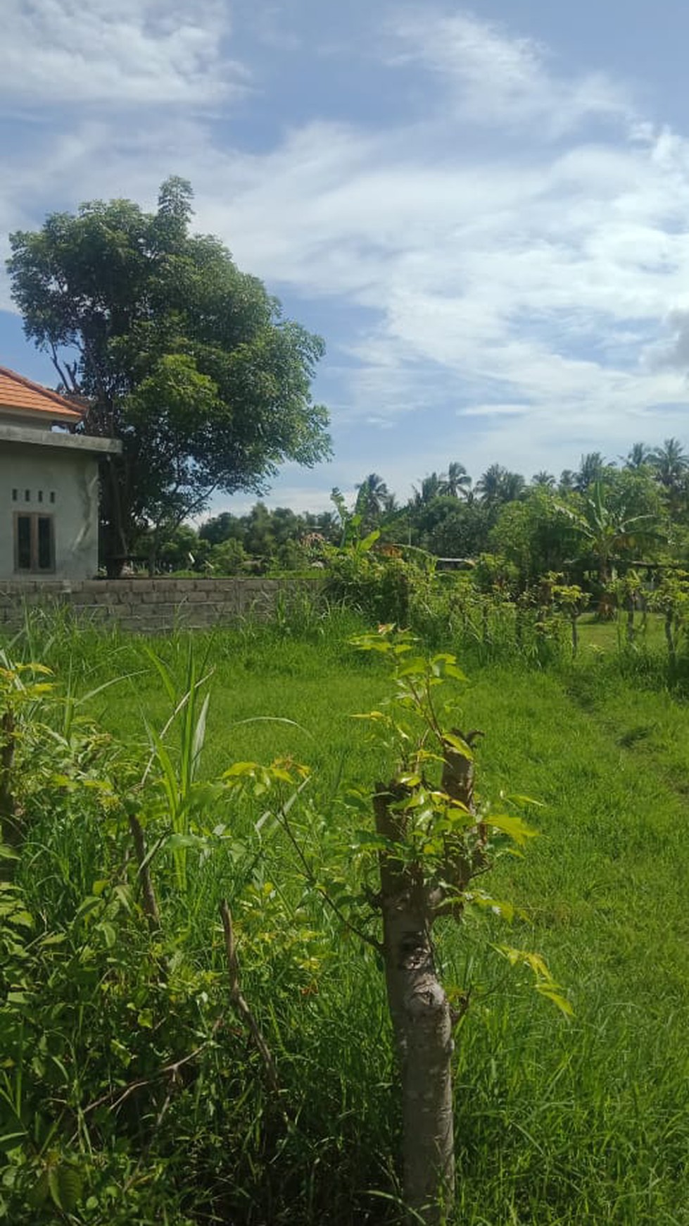 Land For Sale in Lovina