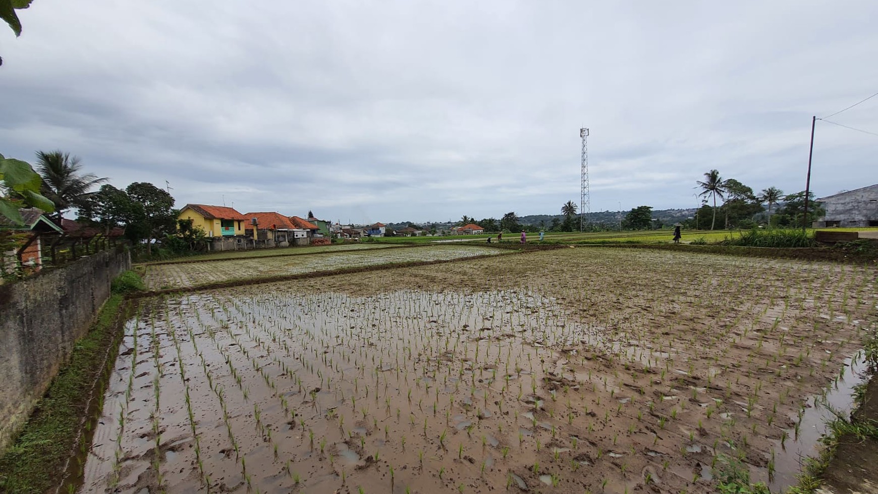 Investasi Kavling + Sawah, Bonus Rumah Villa 