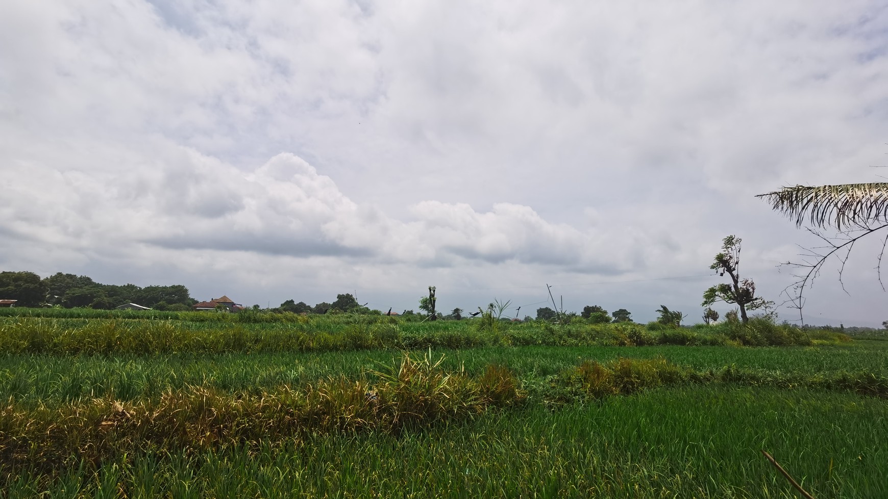 BEACH VIEW LAND LOCATED IN SINGARAJA CITY SIDE