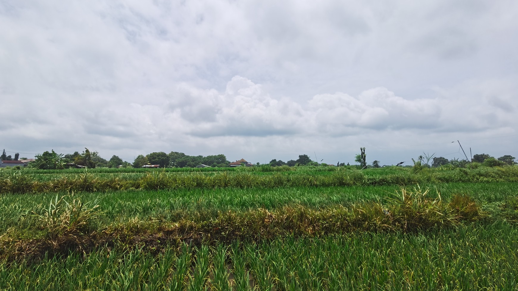 BEACH VIEW LAND LOCATED IN SINGARAJA CITY SIDE