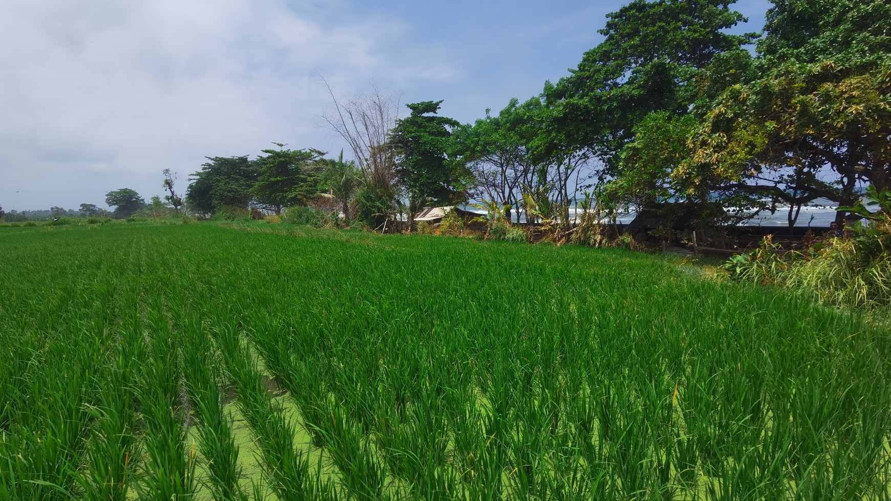 BEACH VIEW LAND LOCATED IN SINGARAJA CITY SIDE