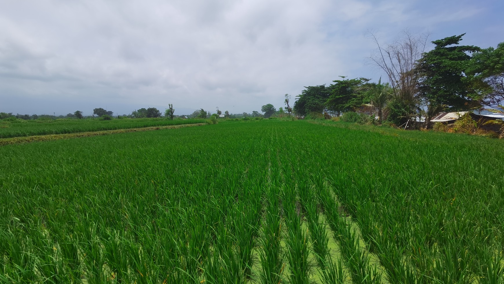 BEACH VIEW LAND LOCATED IN SINGARAJA CITY SIDE