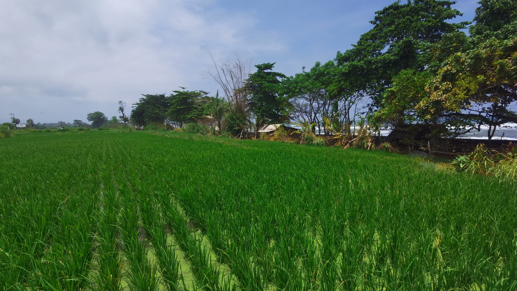 BEACH VIEW LAND LOCATED IN SINGARAJA CITY SIDE