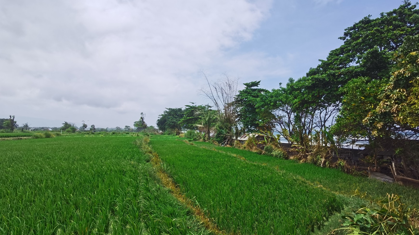 BEACH VIEW LAND LOCATED IN SINGARAJA CITY SIDE