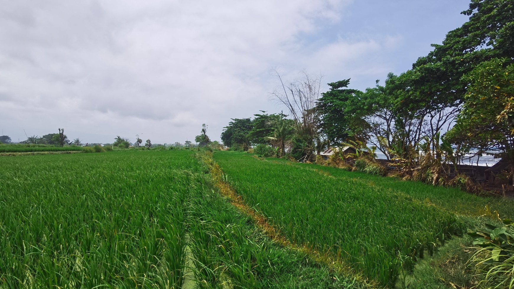 BEACH VIEW LAND LOCATED IN SINGARAJA CITY SIDE