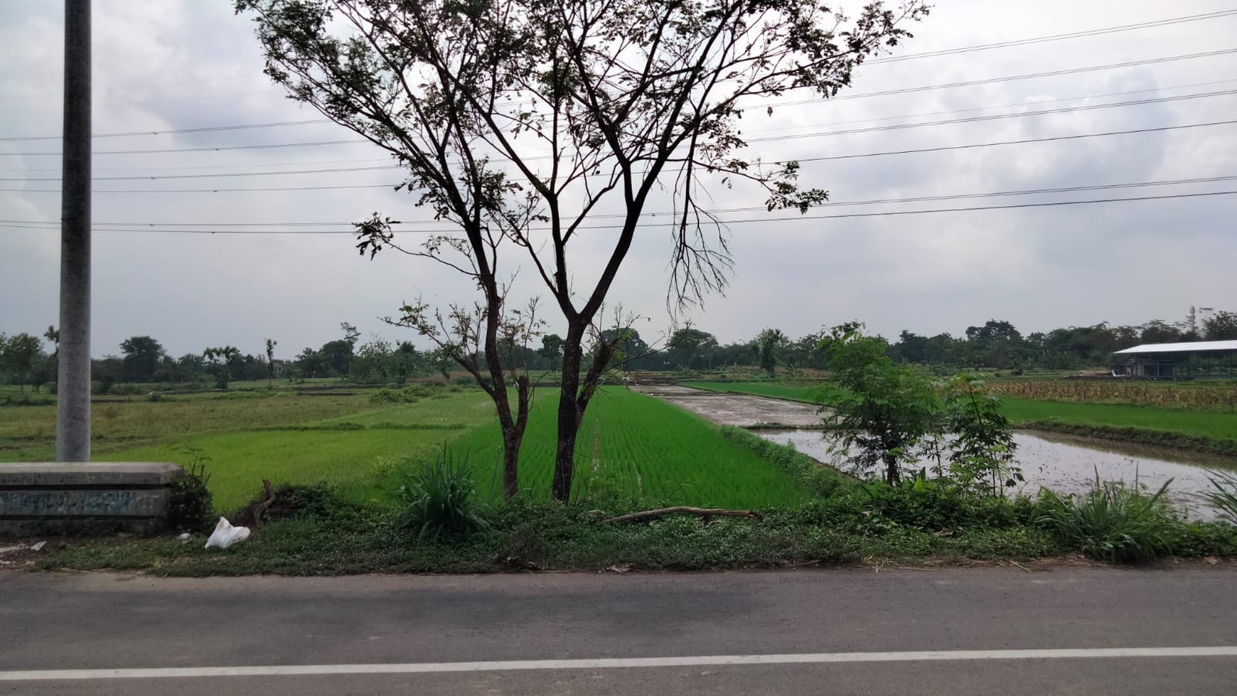 Tanah Sawah Luas 2475 Meter Persegi Lokasi Ketandan Klaten 