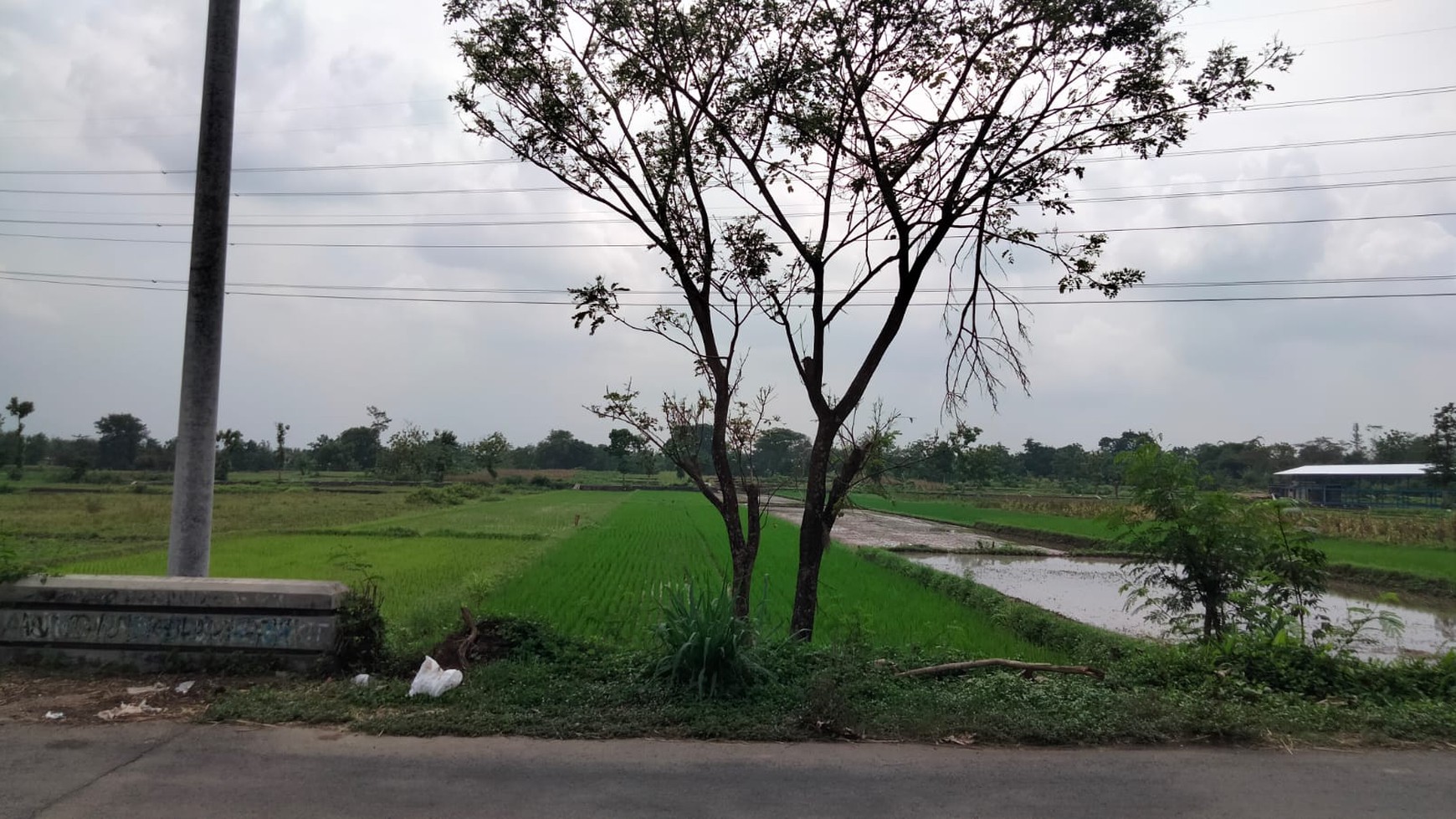 Tanah Sawah Luas 2475 Meter Persegi Lokasi Ketandan Klaten 