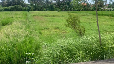 For Sale Leasehold - Land with rice field view area Cemagi 