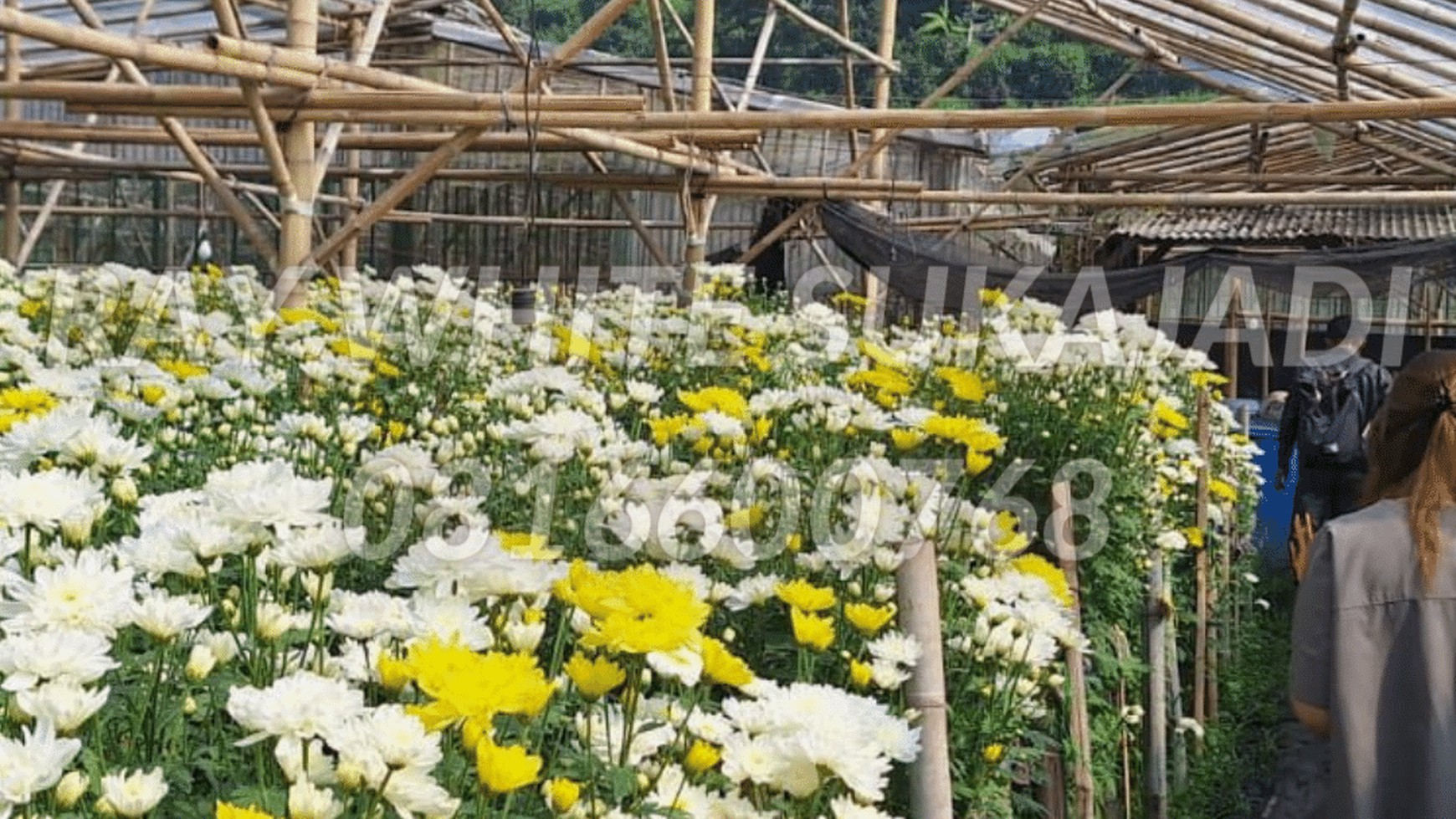 Greenhouse / Tanah di desa Cigugur