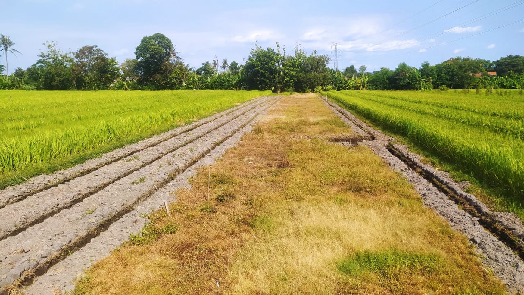 Tanah Luas 1586 Meter Persegi Lokasi Dekat Pabrik Madukismo Kasihan Bantul