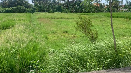 For Sale Leasehold - Land with rice field view area Cemagi