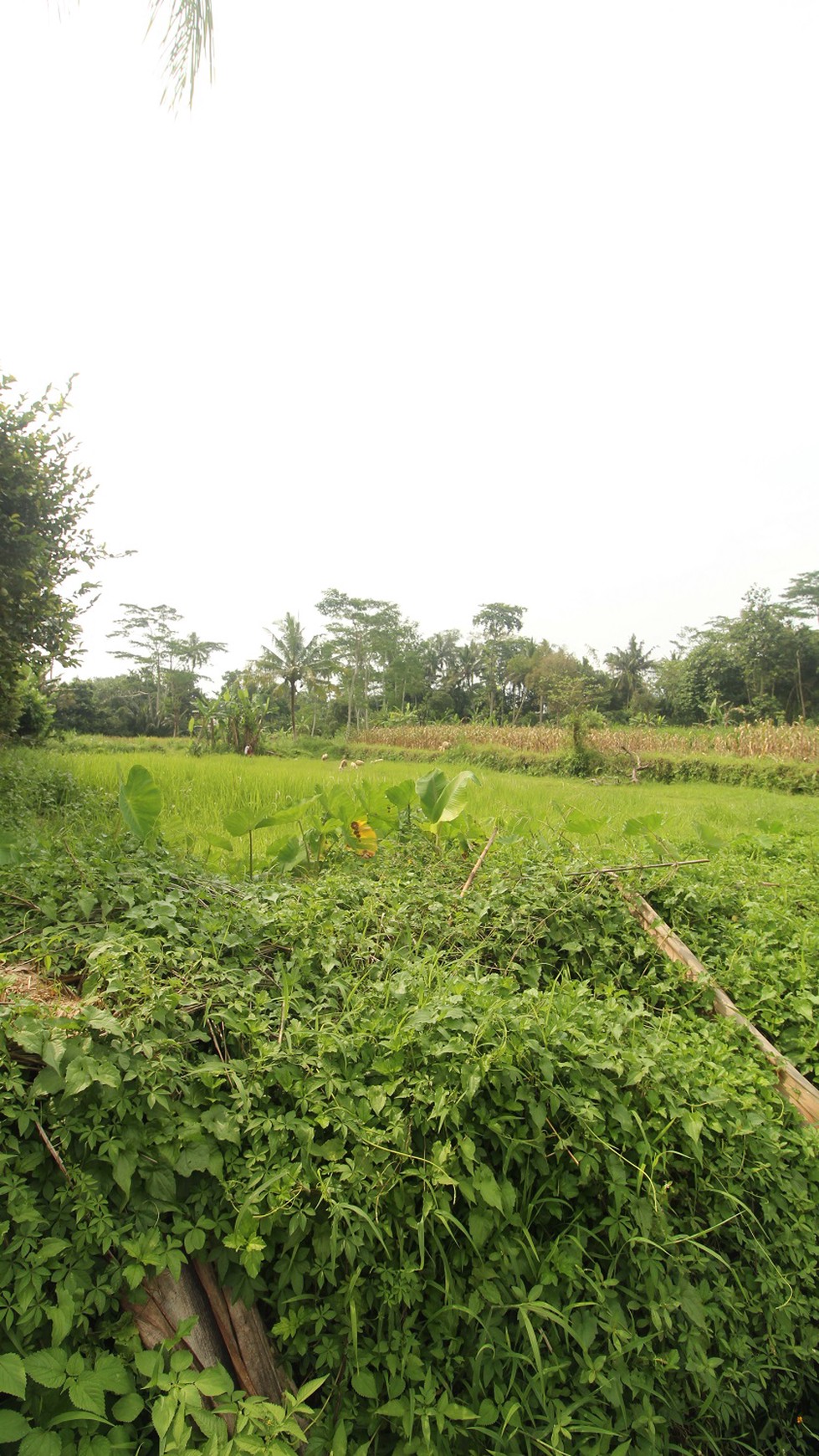 Tanah Lingkungan Asri, Tenang Cocok Untuk Rumah/Villa/Guest House Pakem Sleman