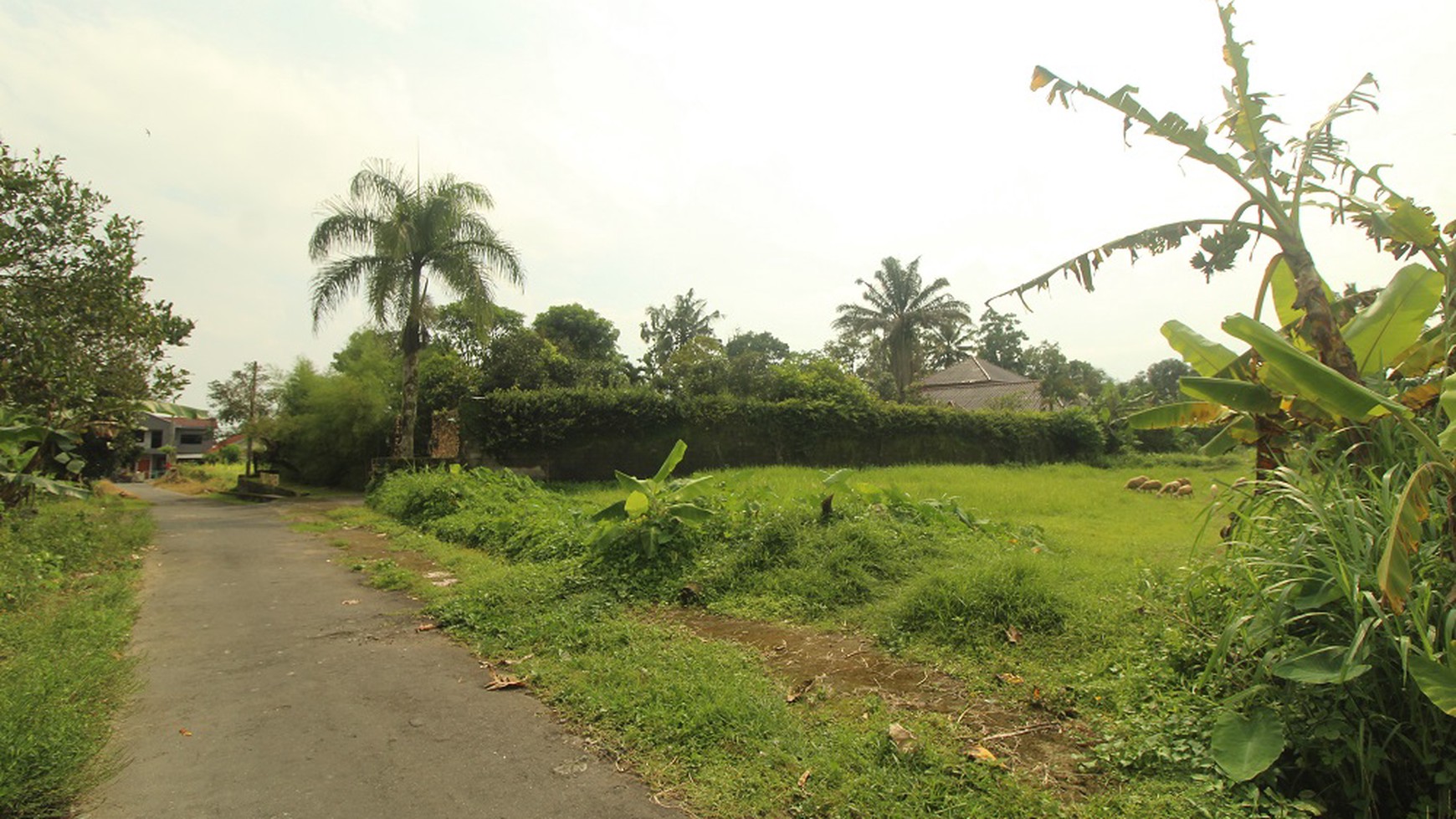 Tanah Lingkungan Asri, Tenang Cocok Untuk Rumah/Villa/Guest House Pakem Sleman