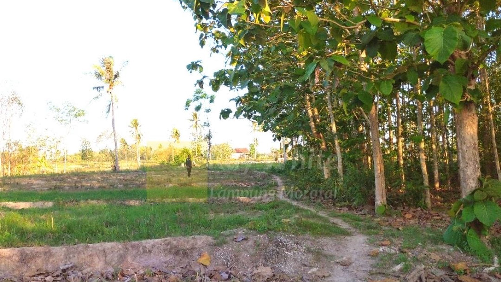 Dijual Tanah Kebun Jati hn