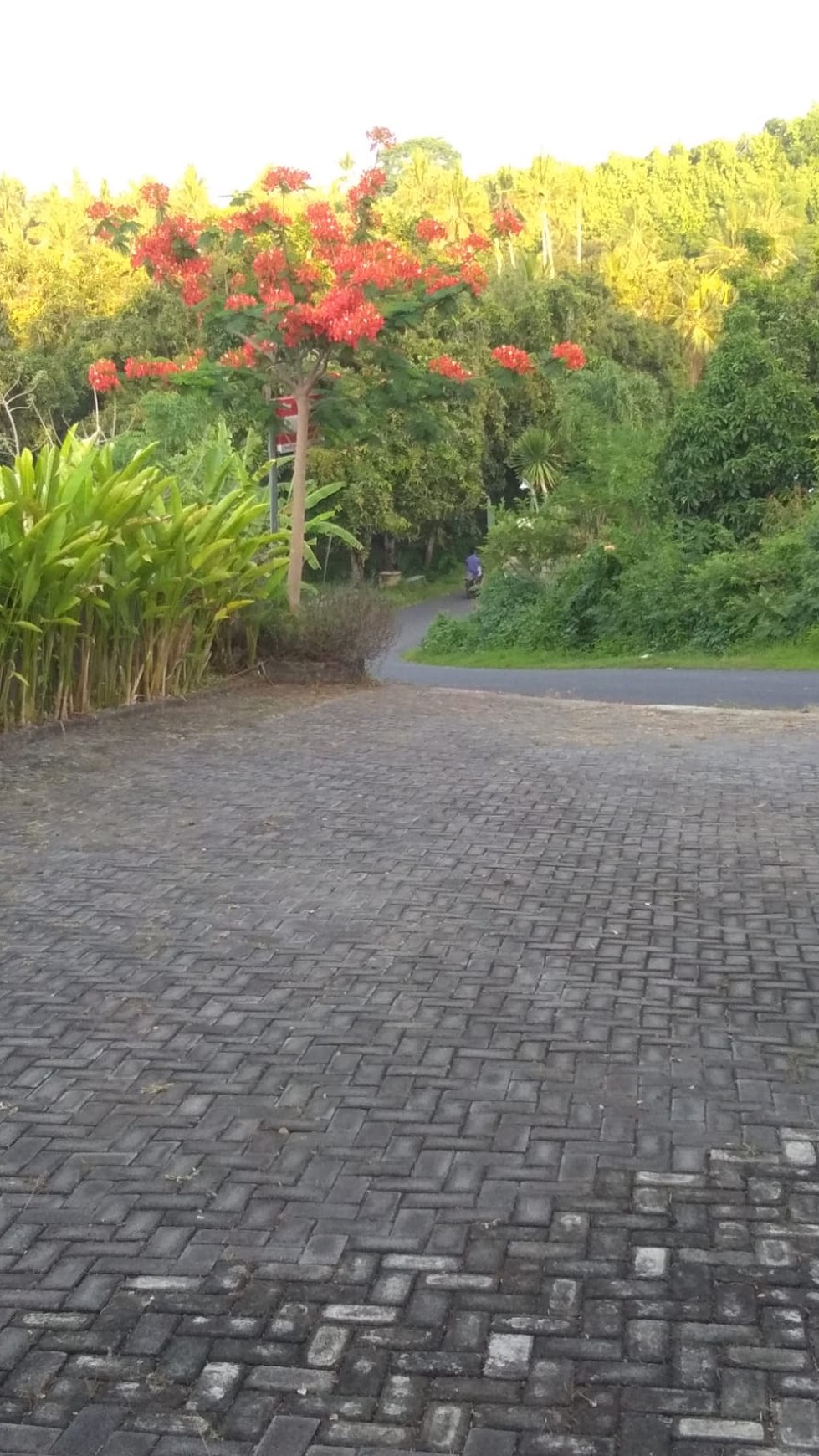 7 unit Vila di Pantai Lovina View Laut, Temukus, Buleleng, Bali