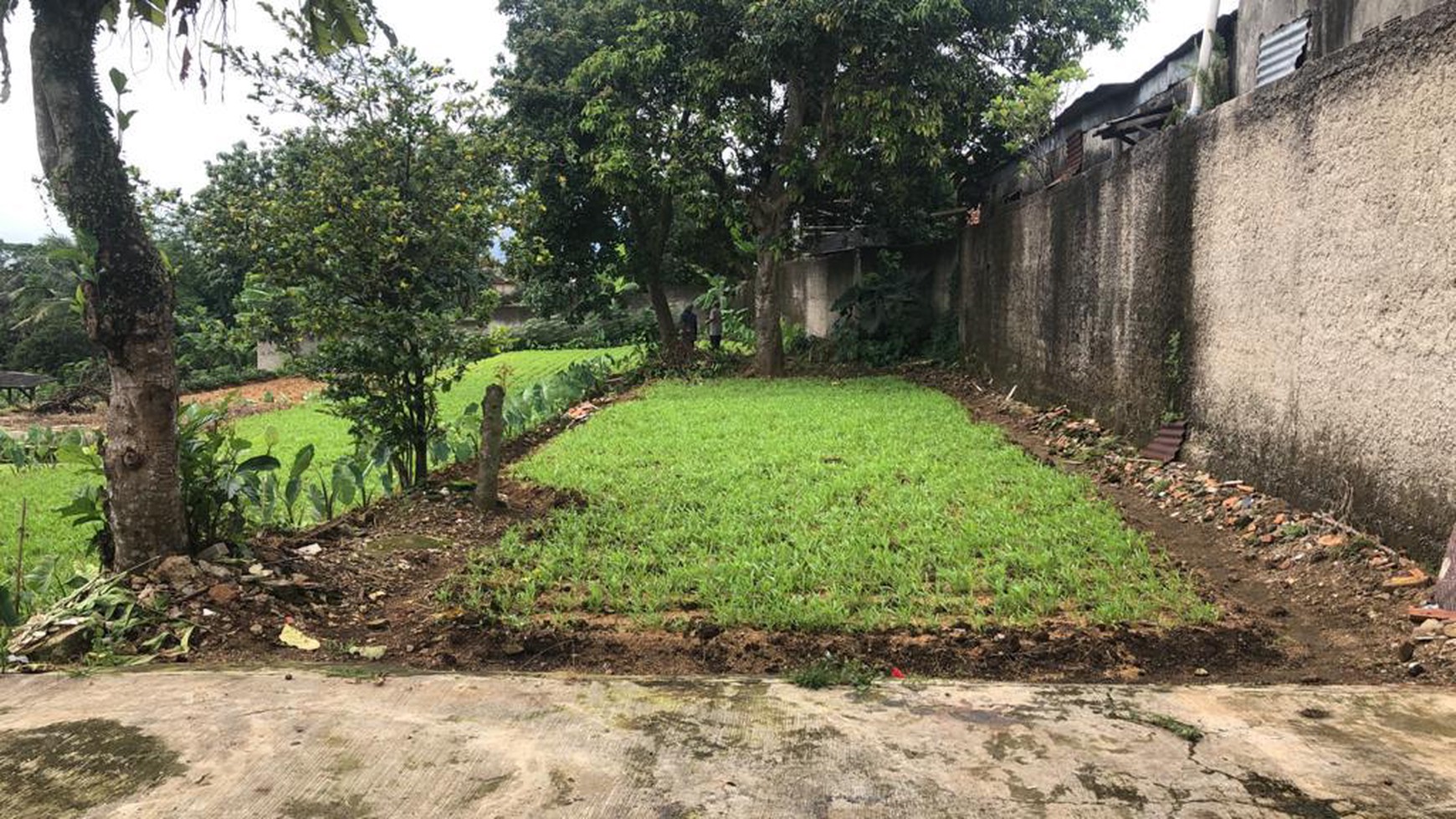 Tanah Kampung Sawah Semplak, Bogor Luas 3900m2