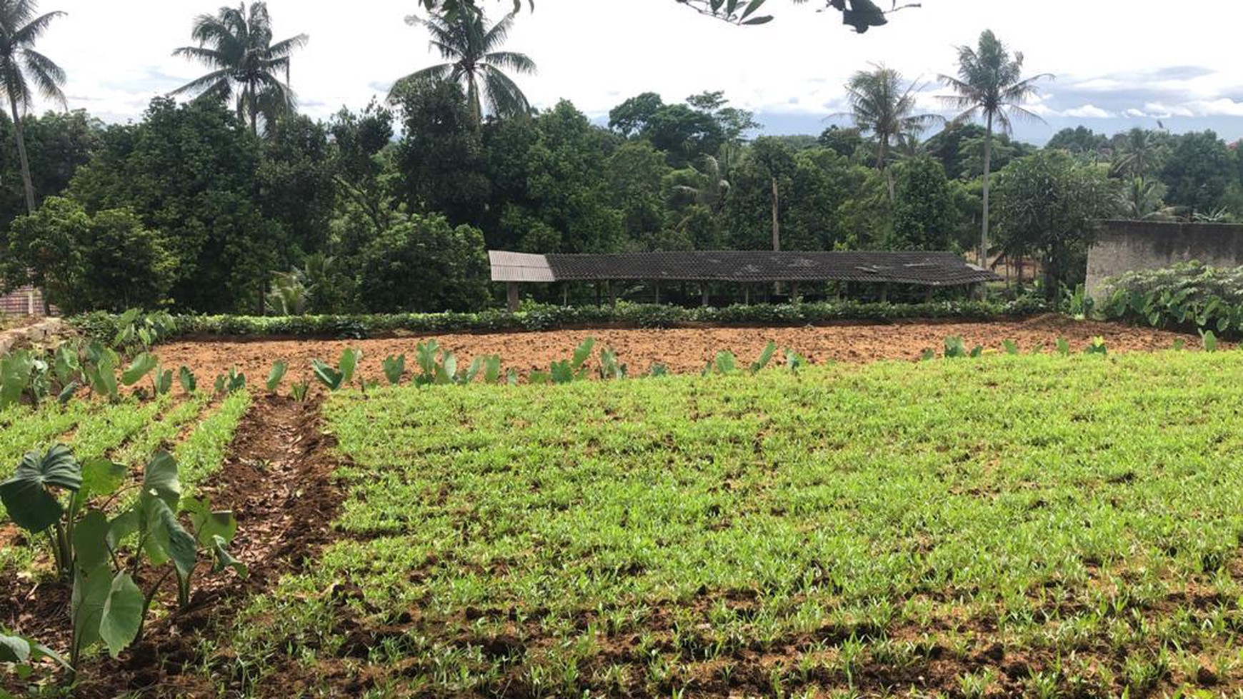 Tanah Kampung Sawah Semplak, Bogor Luas 3900m2