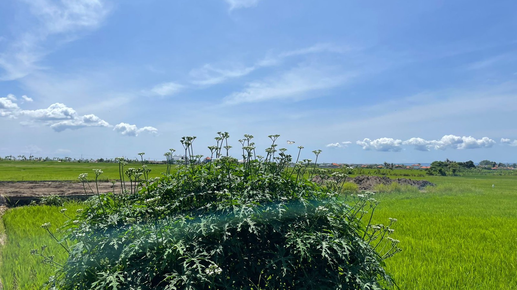 land and house  near Cemagi Beach