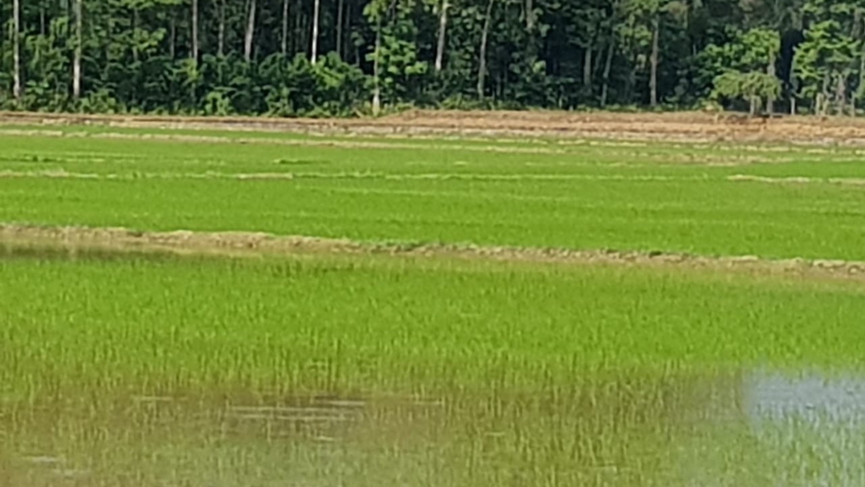 1623. Dijual Tanah Pertanian Sawah di Jl Bakka Bosso Sulawesi Selatan