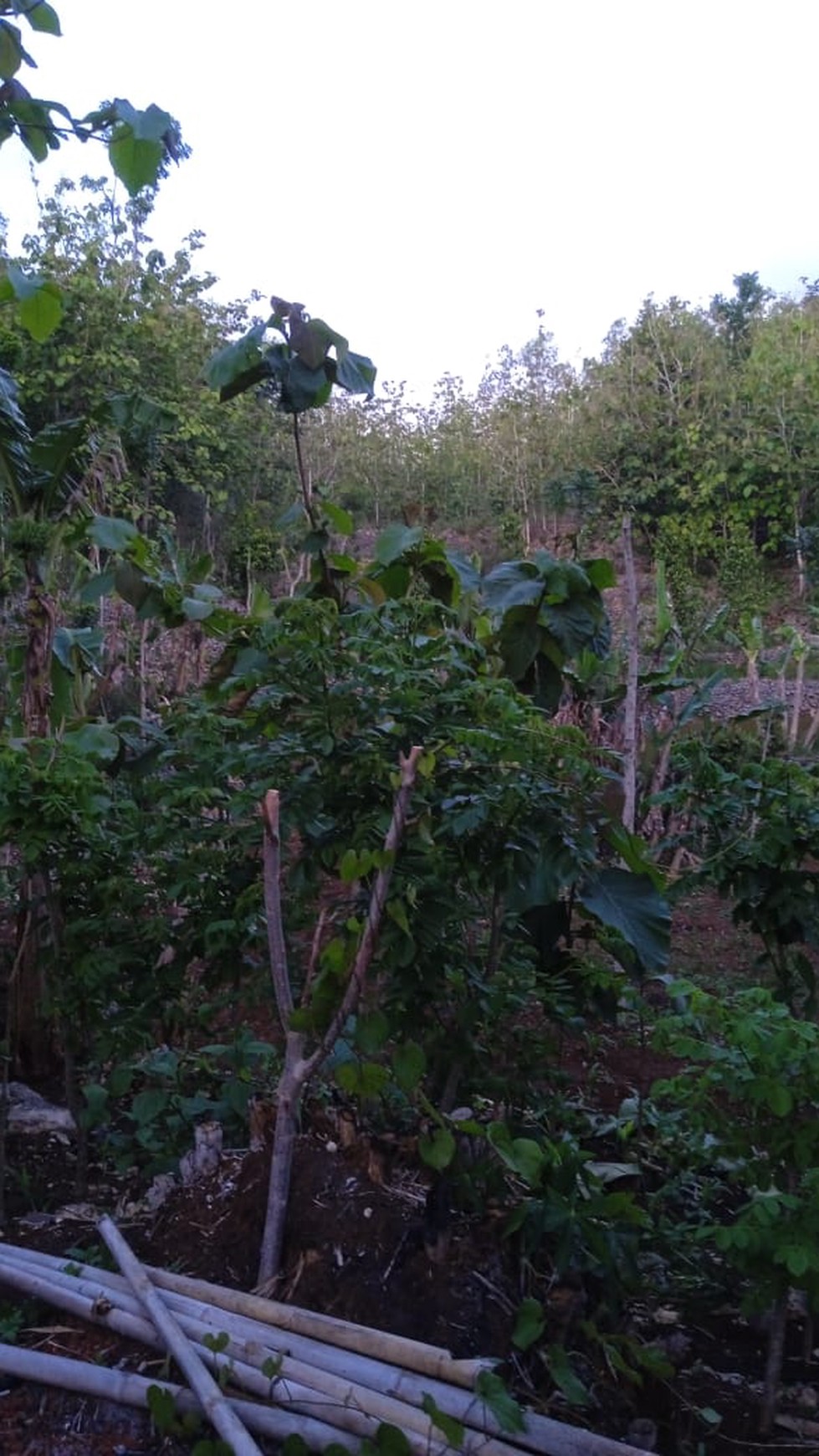 Tanah Sawah Luas 4973 Meter Persegi Lokasi Panggang Gunung Kidul 