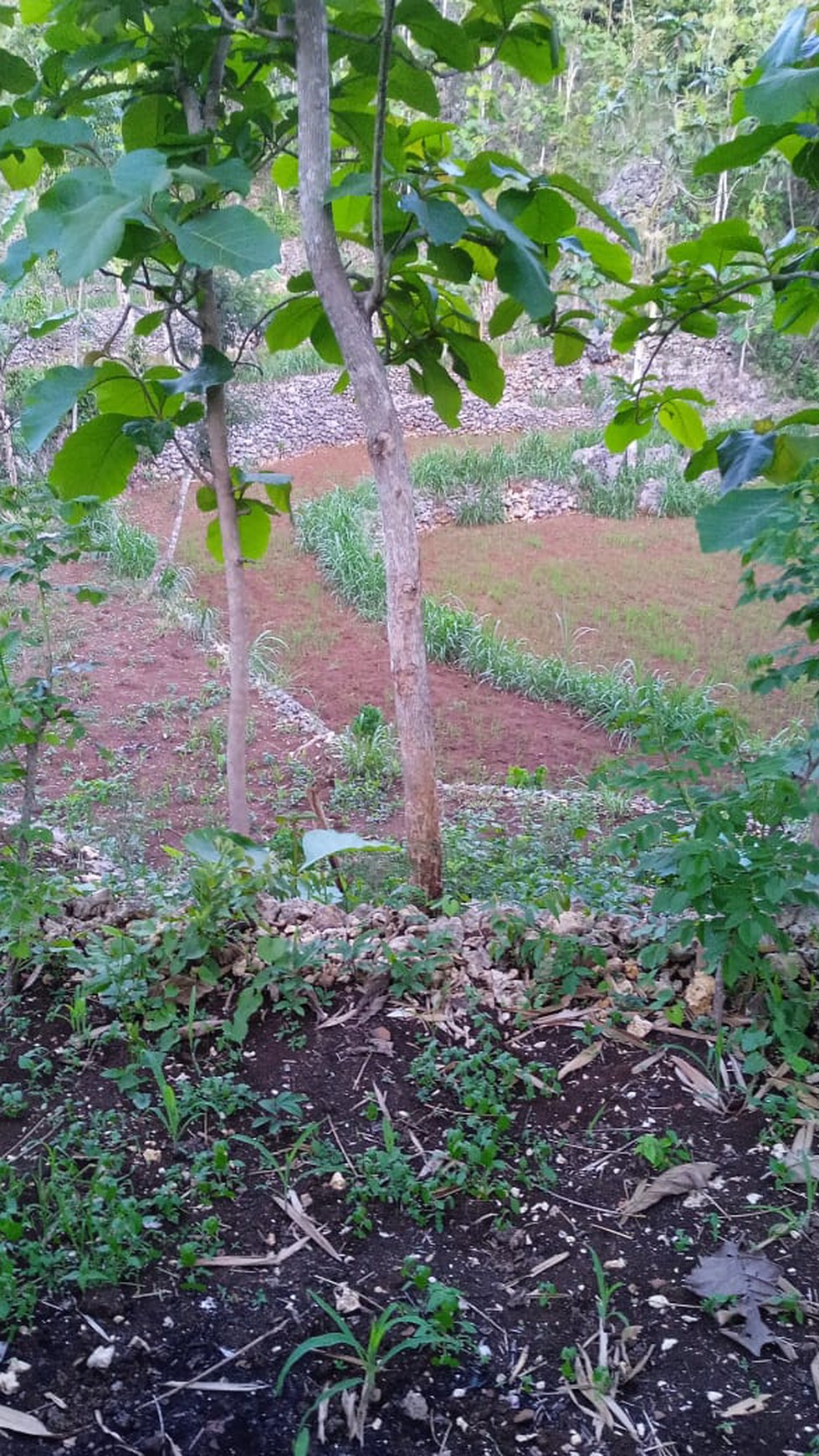 Tanah Sawah Luas 4973 Meter Persegi Lokasi Panggang Gunung Kidul 