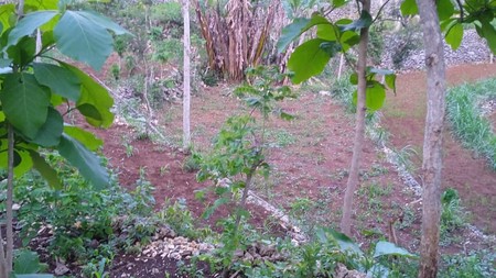 Tanah Sawah Luas 4973 Meter Persegi Lokasi Panggang Gunung Kidul 