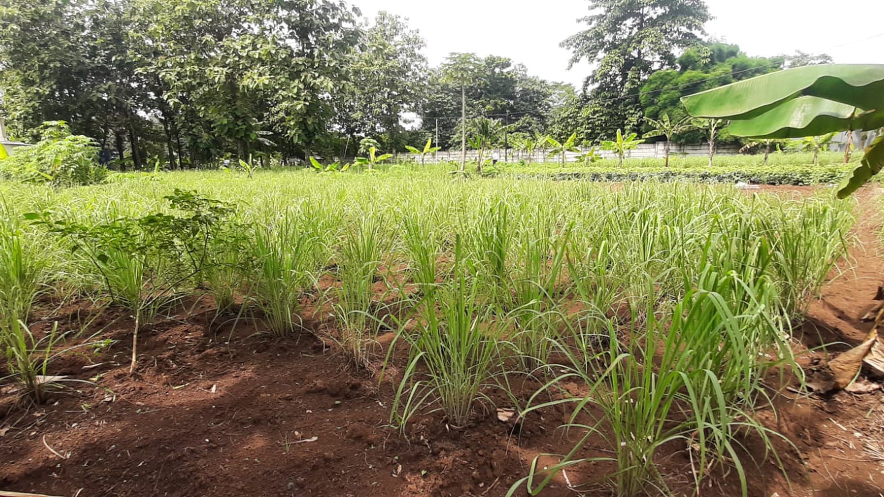 Tanah Harga Dibawah NJOP Diarea Cimanggis Depok  Akses Toll Jagorawi Akses Boluevard Cibubur