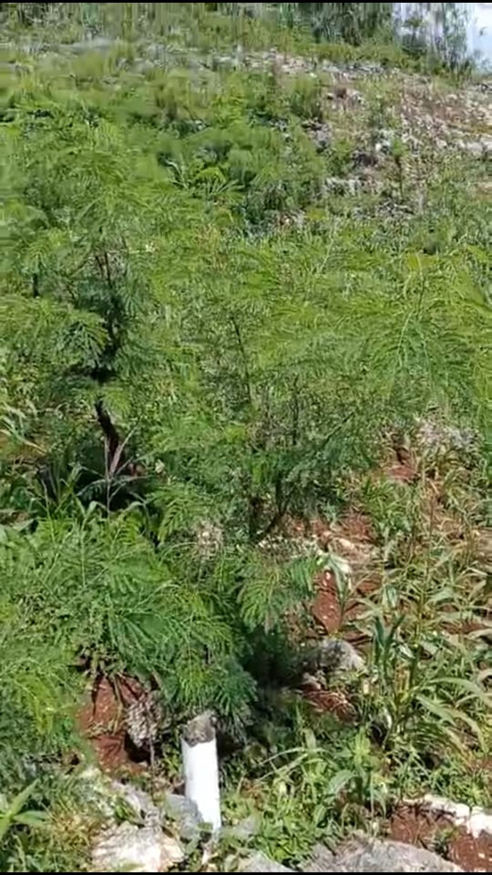 Tanah Eksklusif  5173 Meter Persegi Dekat Wisata Pantai Baron Gunung Kidul 