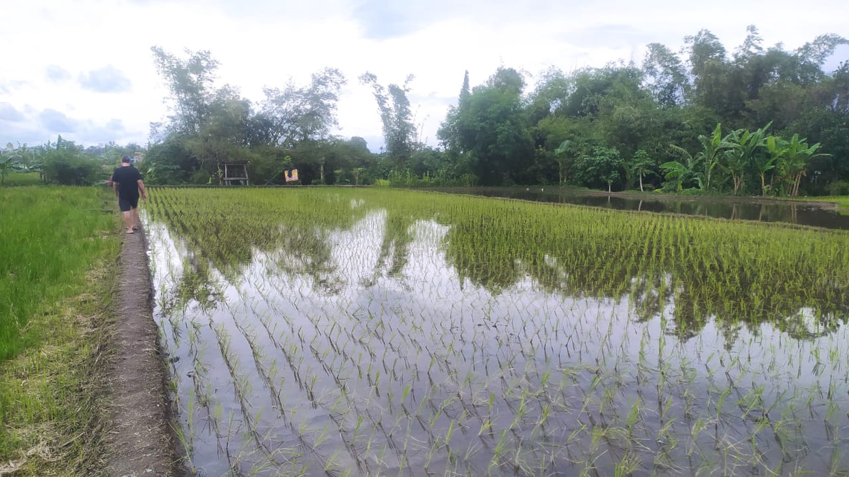 Tanah Sawah 912 Meter Persegi Lokasi Dekat Terminal Giwangan Banguntapan Bantul