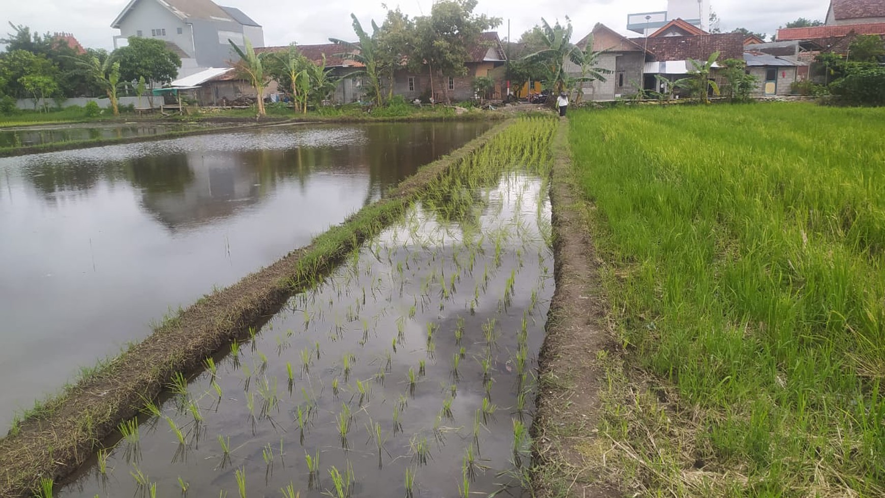 Tanah Sawah 912 Meter Persegi Lokasi Dekat Terminal Giwangan Banguntapan Bantul