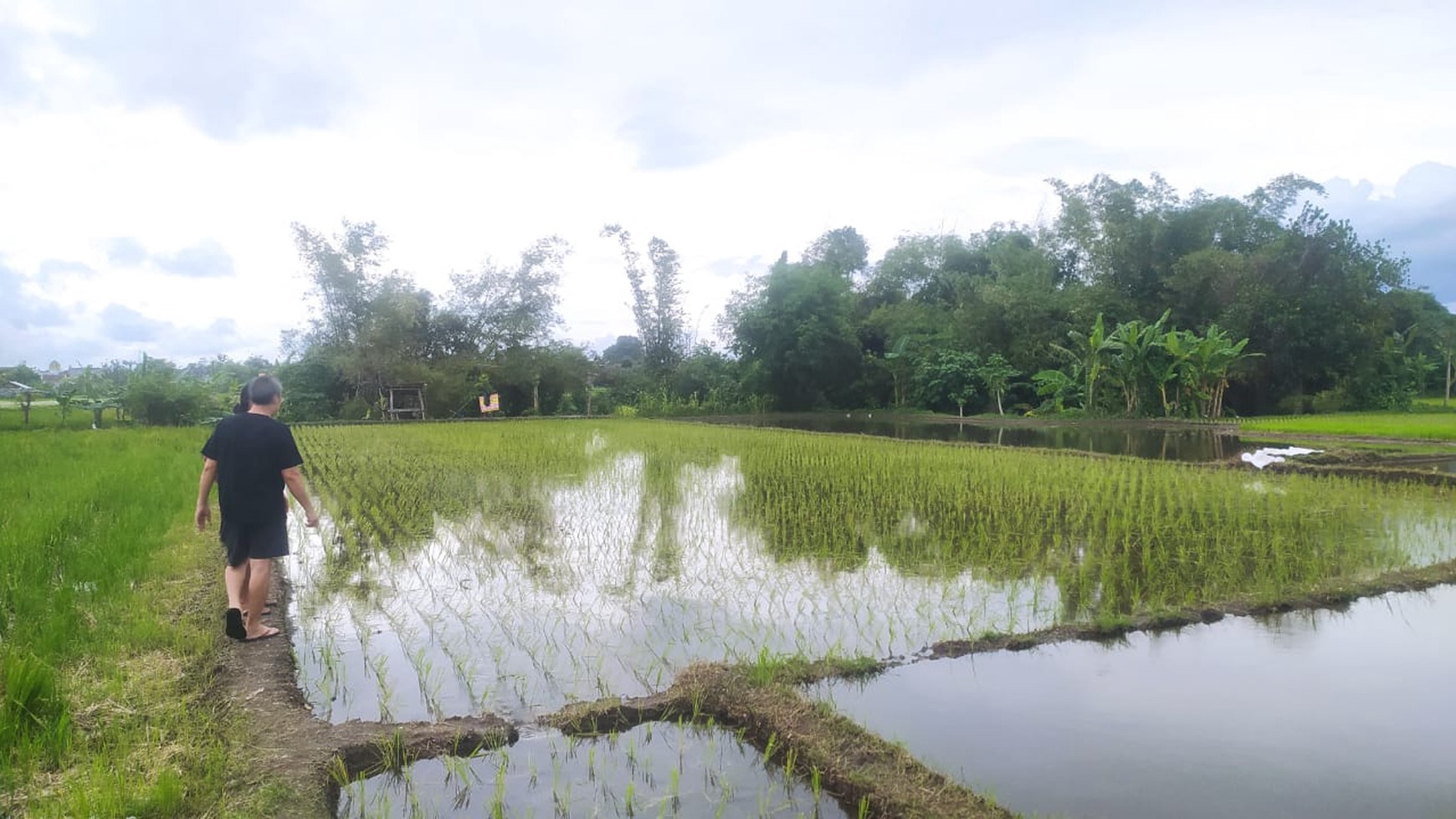 Tanah Sawah 912 Meter Persegi Lokasi Dekat Terminal Giwangan Banguntapan Bantul