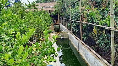 DI-JUAL LAHAN KEBUN SIAP DI PANEN