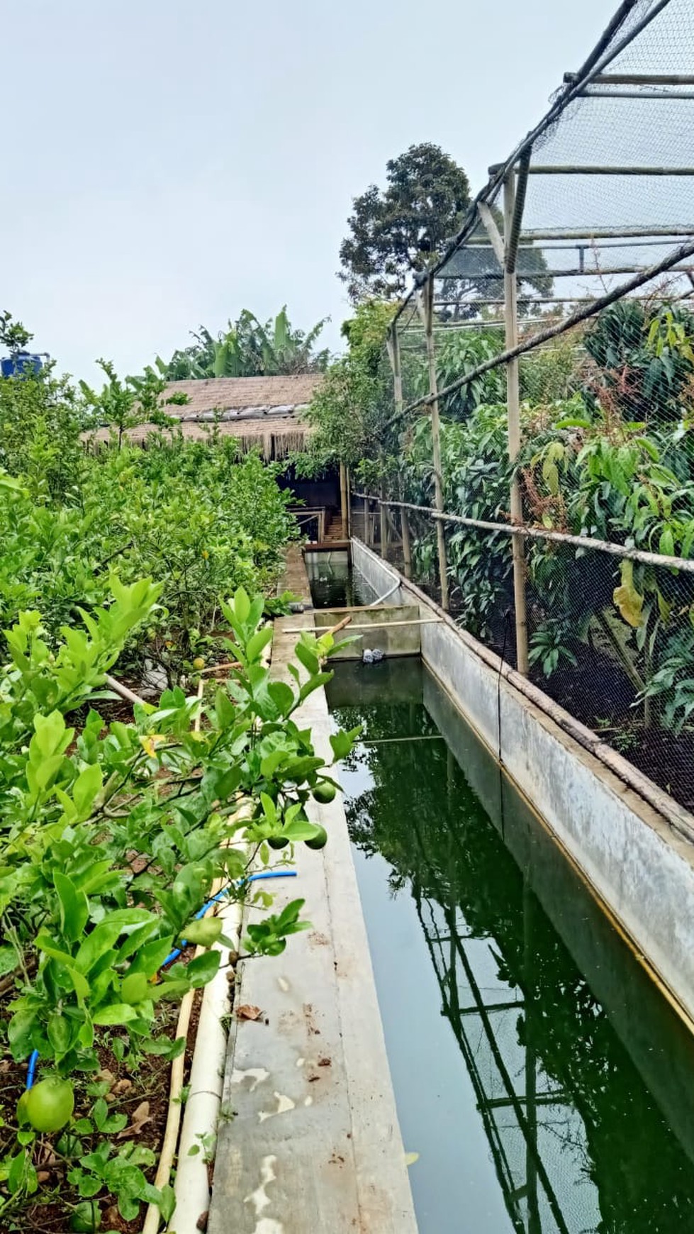 DI-JUAL LAHAN KEBUN SIAP DI PANEN