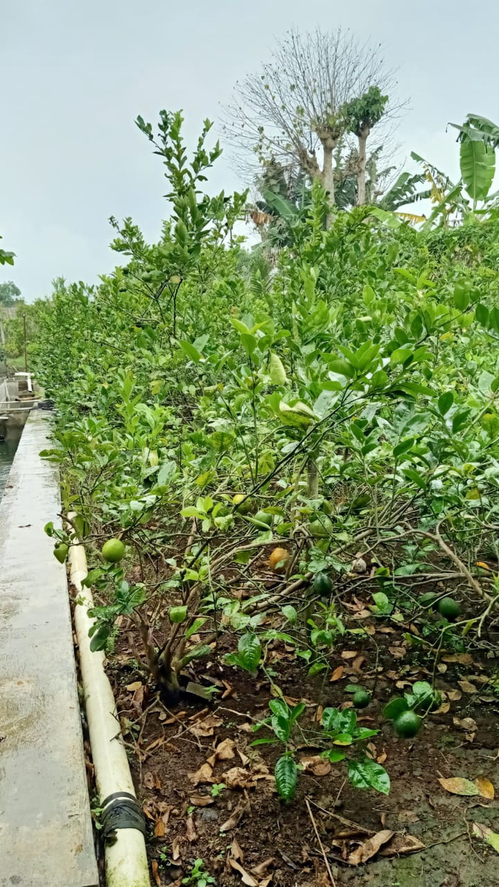 DI-JUAL LAHAN KEBUN SIAP DI PANEN