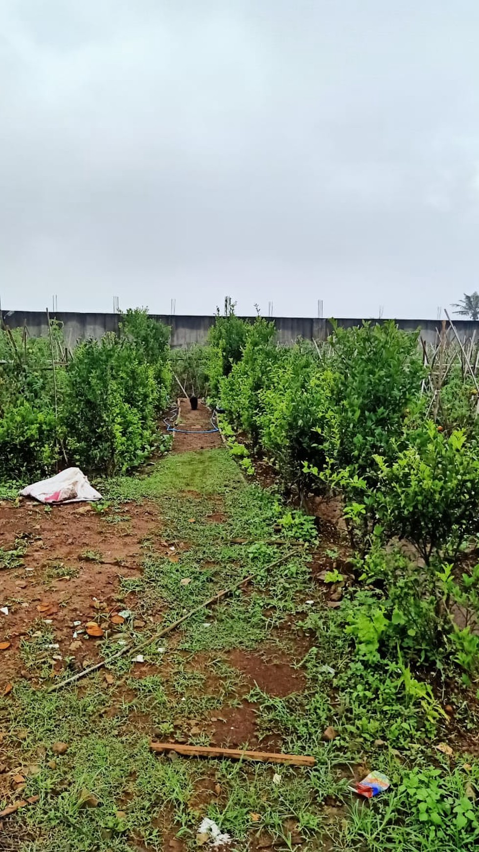 DI-JUAL LAHAN KEBUN SIAP DI PANEN