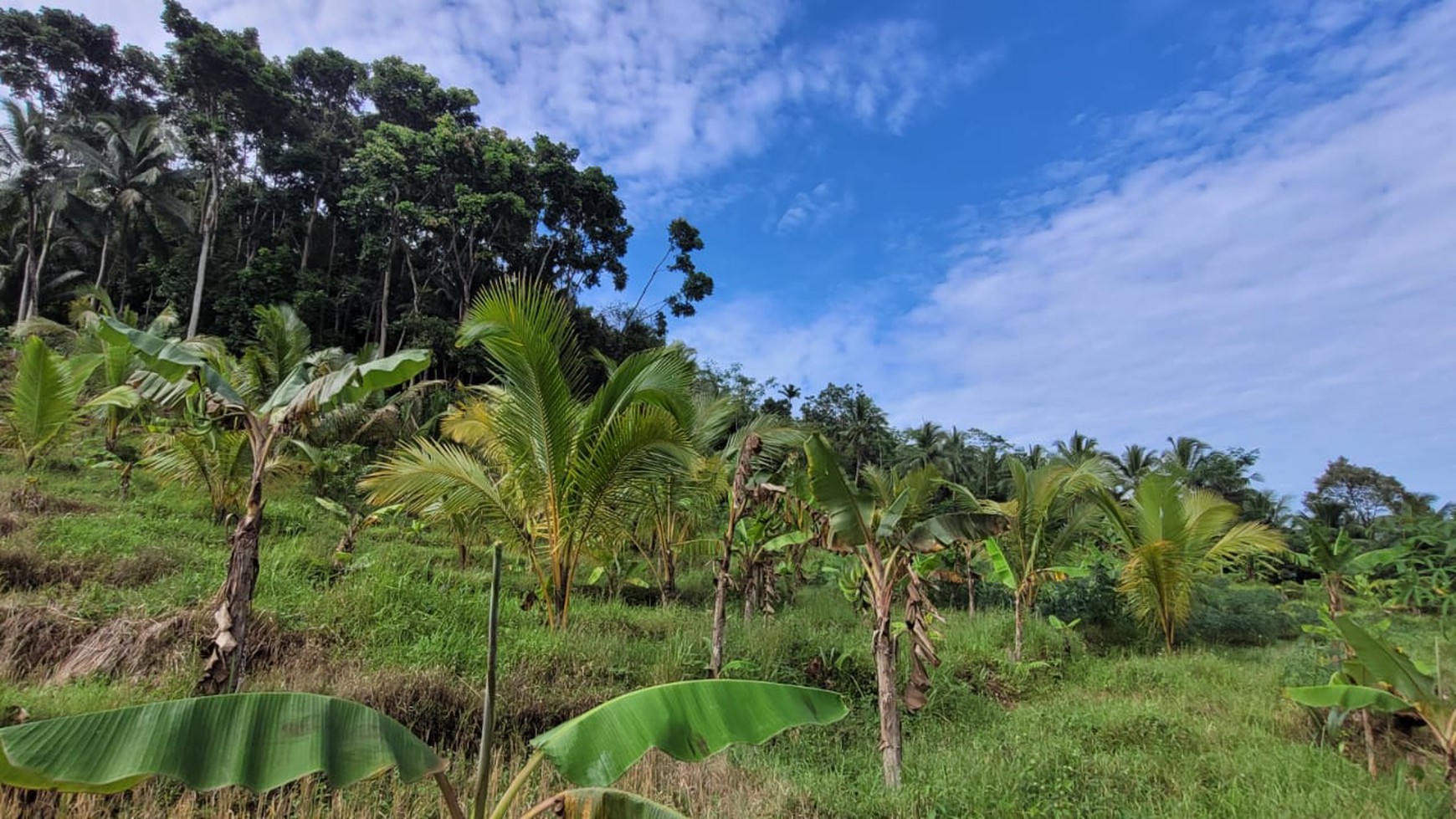 Kavling Cocok untuk Resort dan Terdapat 2 Bangunan Rumah Kayu @Pulosari, Pandeglang