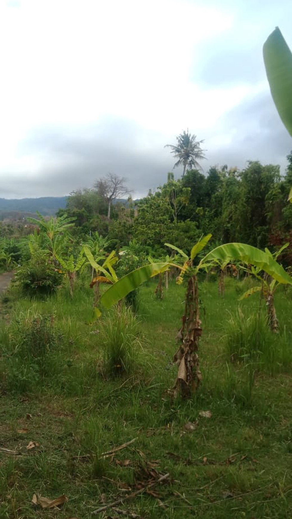 LAND FOR SALE IN CENTRAL LOVINA