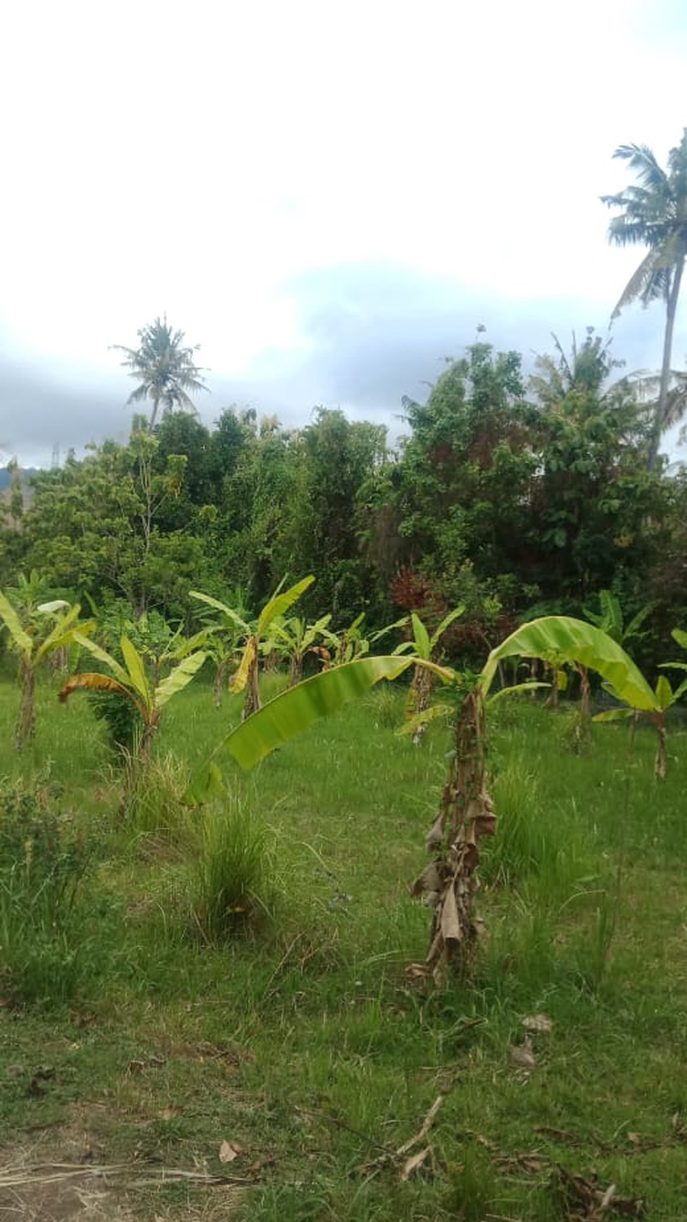 LAND FOR SALE IN CENTRAL LOVINA