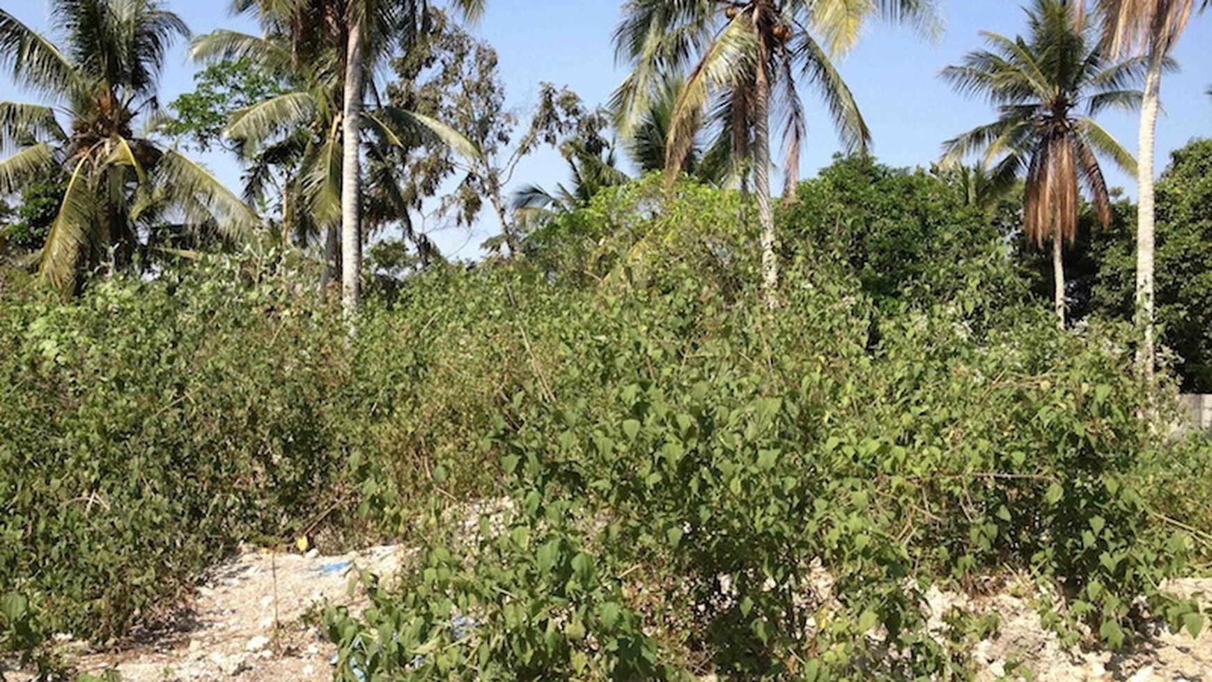 Exclusive plot of land for sale (freehold) - Nyanyi Beach.