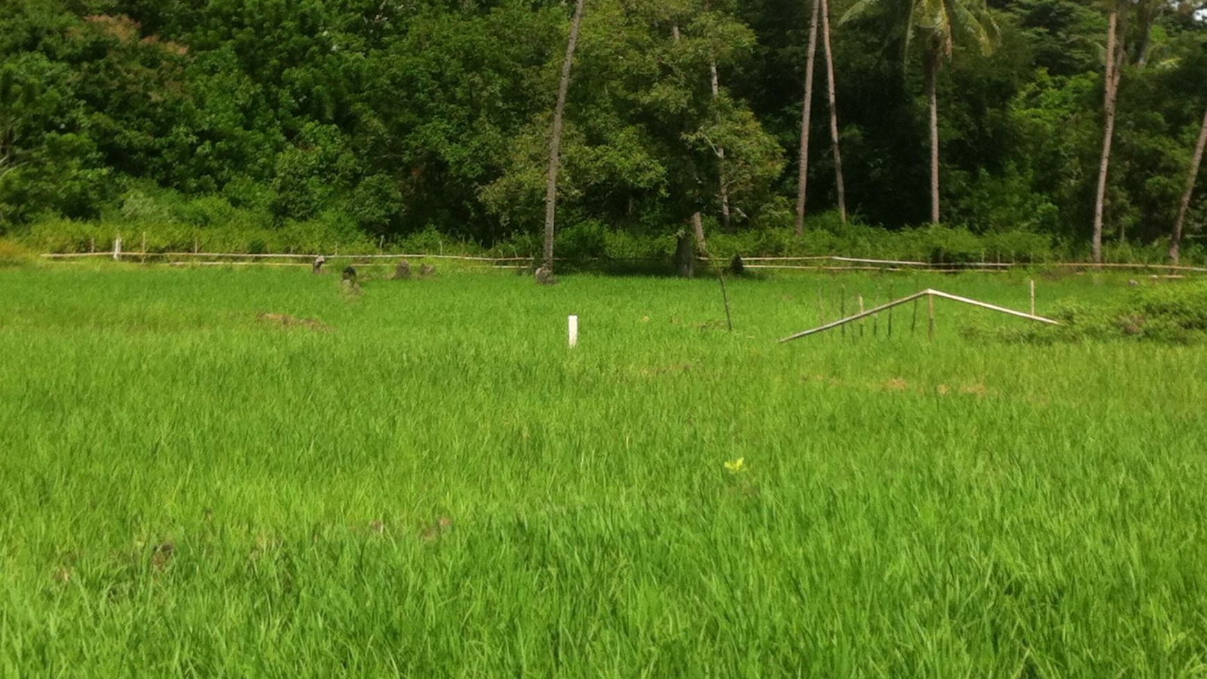 FREEHOLD LAND AT BARI LABUAN BAJO