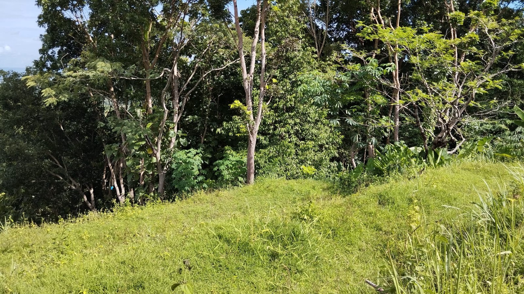 Tanah Murah Luas 1590 Lokasi Sidomulyo Pengasih Kulon Progo 