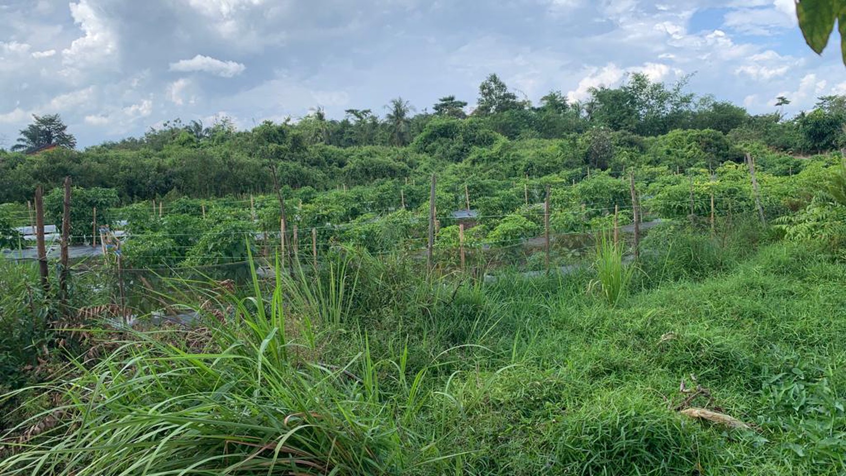 Tanah dijual cepat di Talang jambe