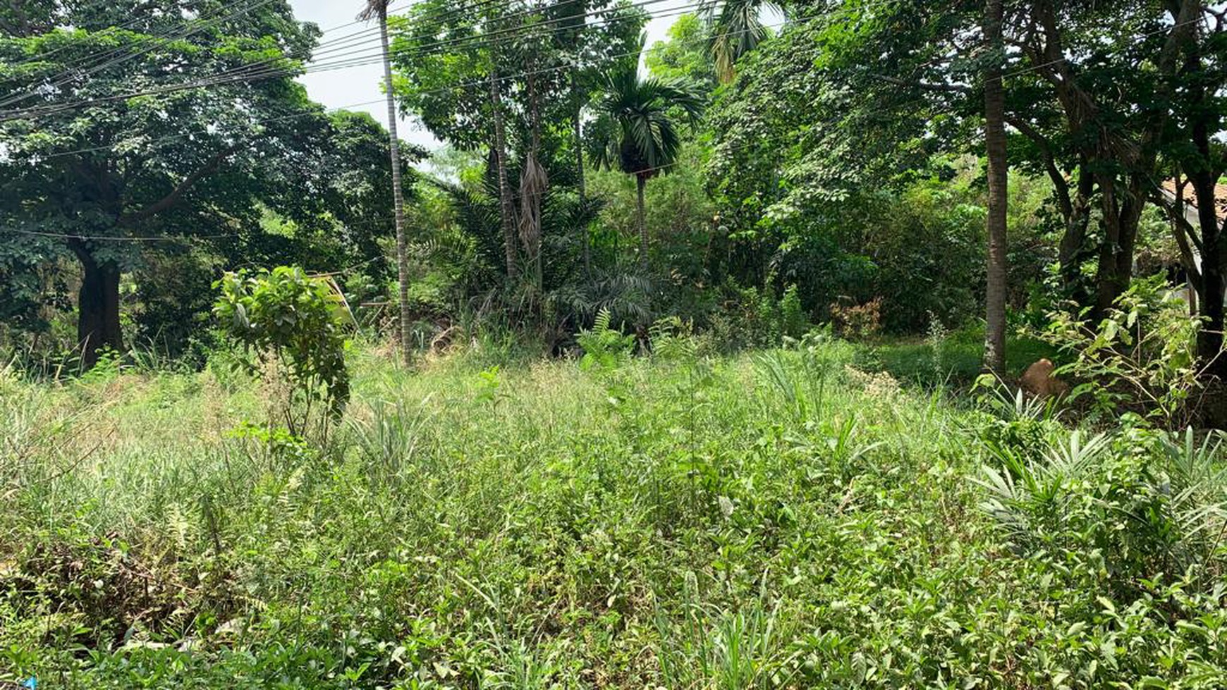 Tanah dijual cepat di Tanjung Api2 Kebun Bunga