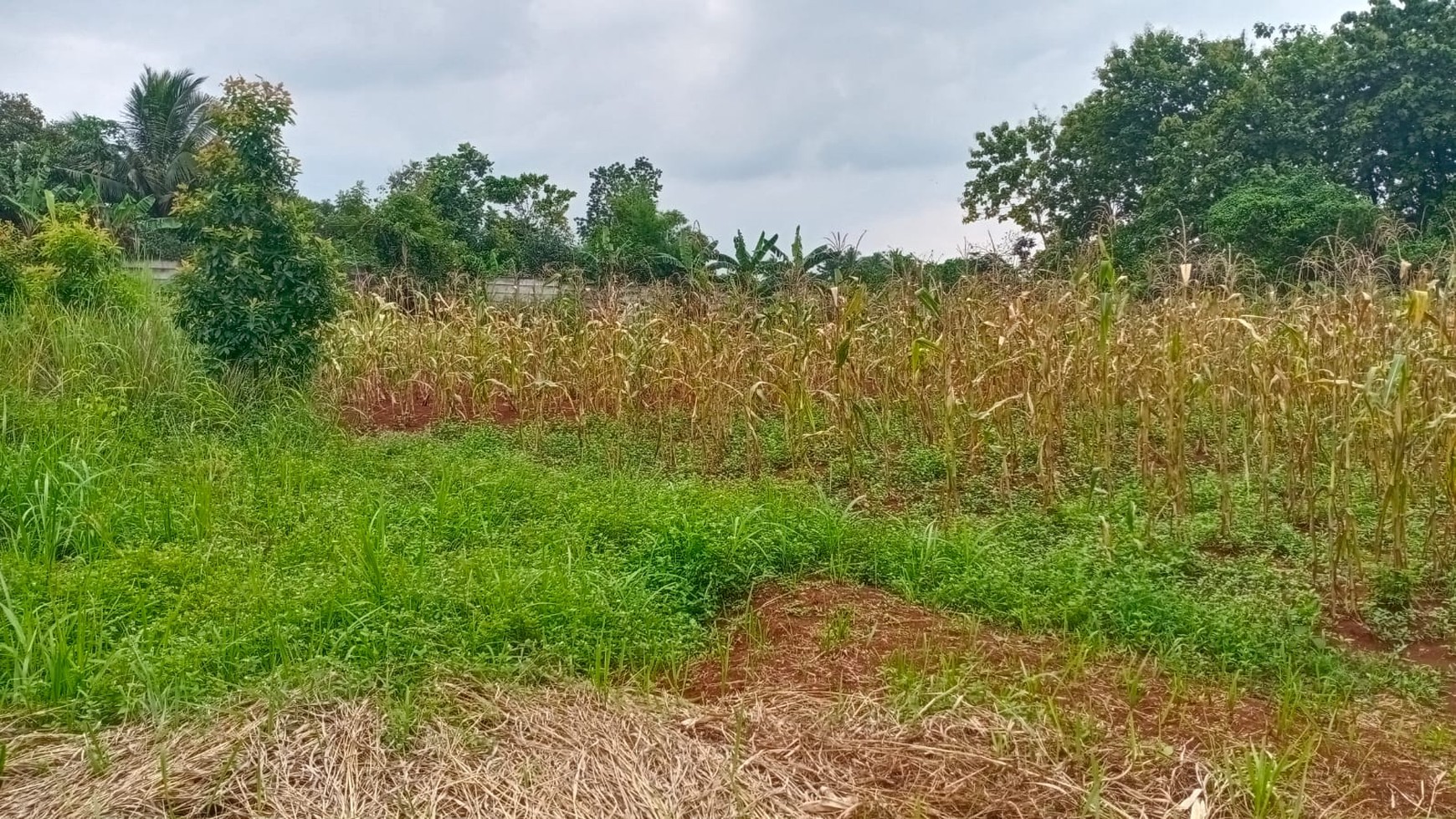 KAVLING SANGAT PROSPEKTIF DI DEKAT SERPONG GARDEN CISAUK