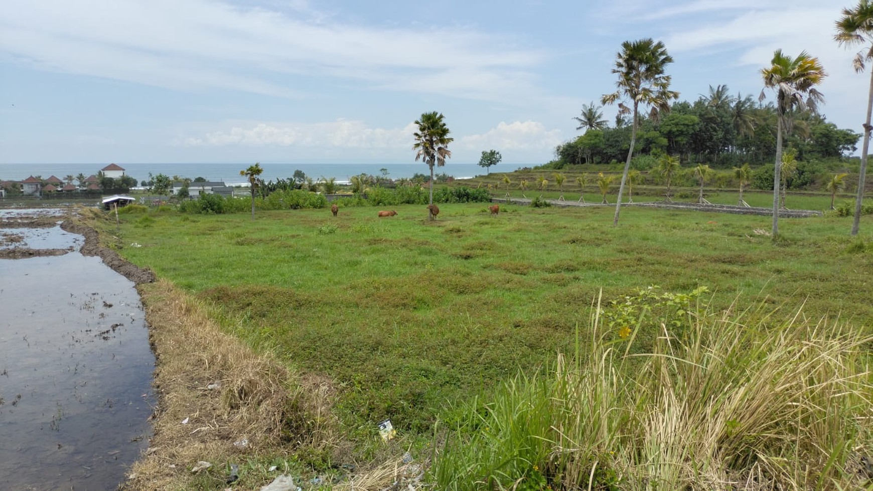 For Sale Freehold - Land in Medewi , Jembrana 