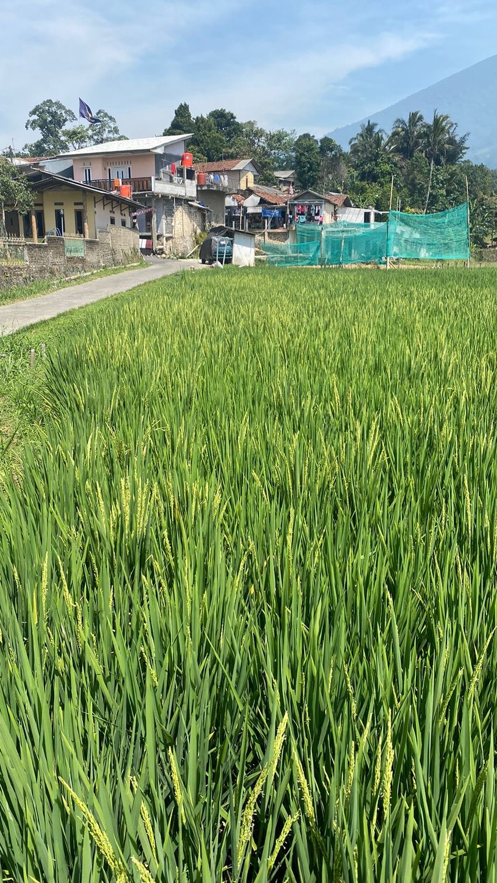 Tanah Sawah di Cigombong Kabupaten Bogor Lokasi Strategis