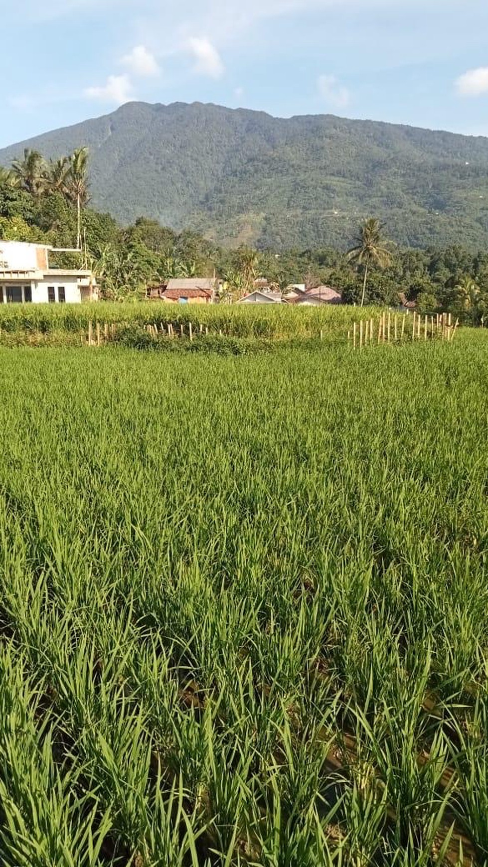 Tanah Sawah di Cigombong Kabupaten Bogor Lokasi Strategis